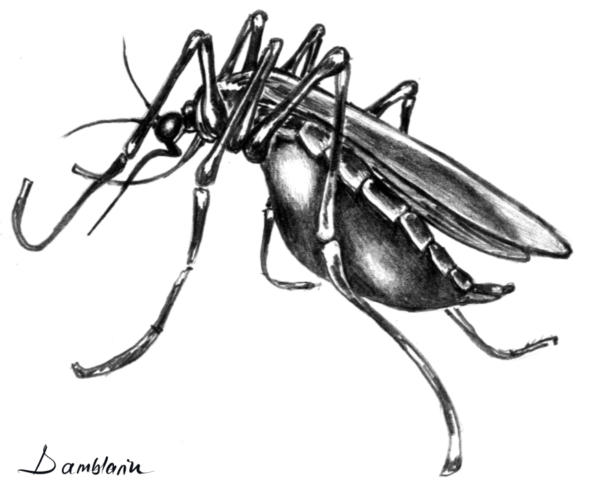 Țânțarul Anofel (ilustrația)